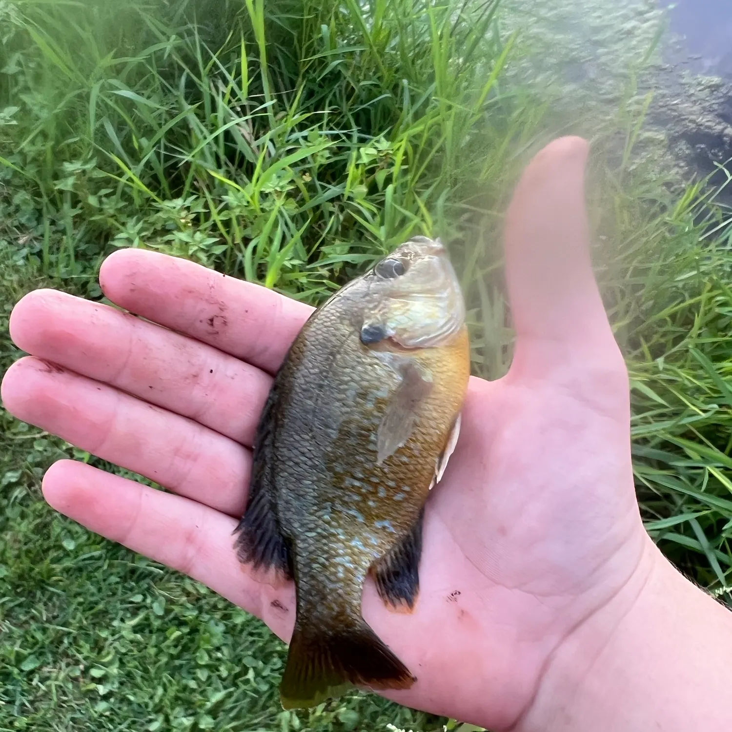 Greengill hybrid caught on Fishbrain