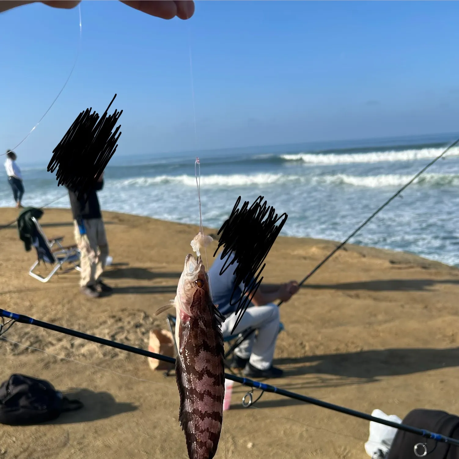 The most recent Striped kelpfish catches on Fishbrain