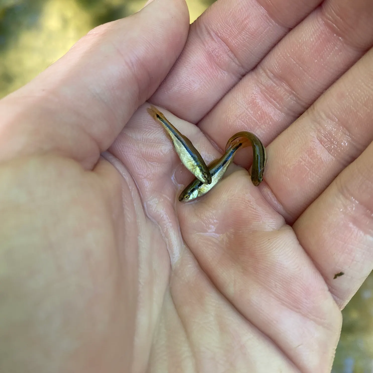 The most recent Bluntnose minnow catches on Fishbrain
