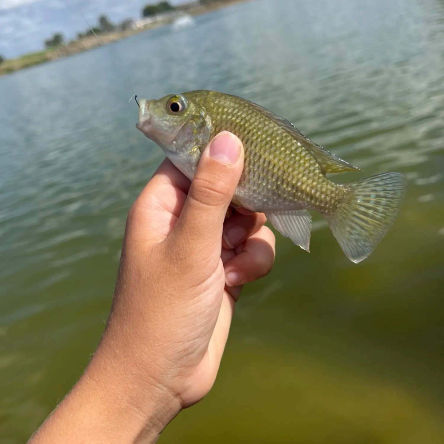 The most recent Redbelly tilapia catches on Fishbrain