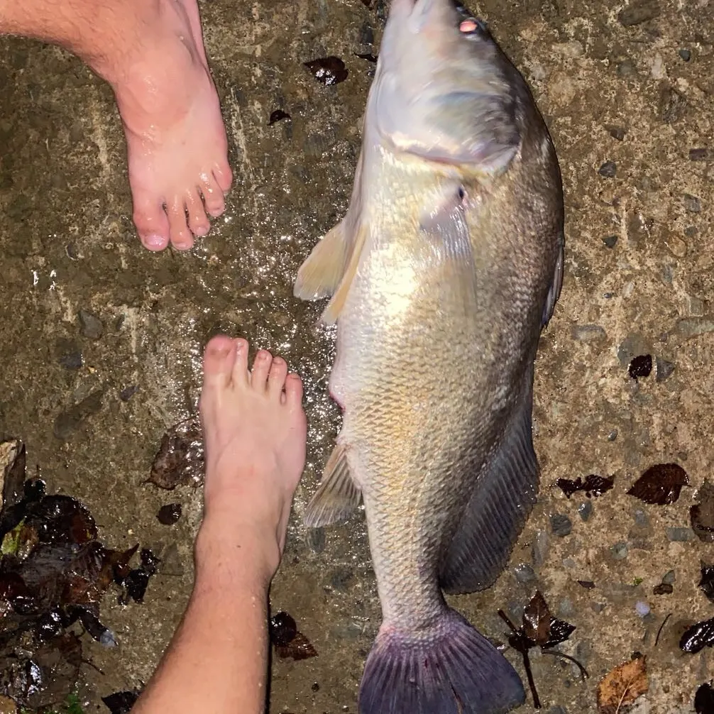 The most recent Freshwater drum catches on Fishbrain