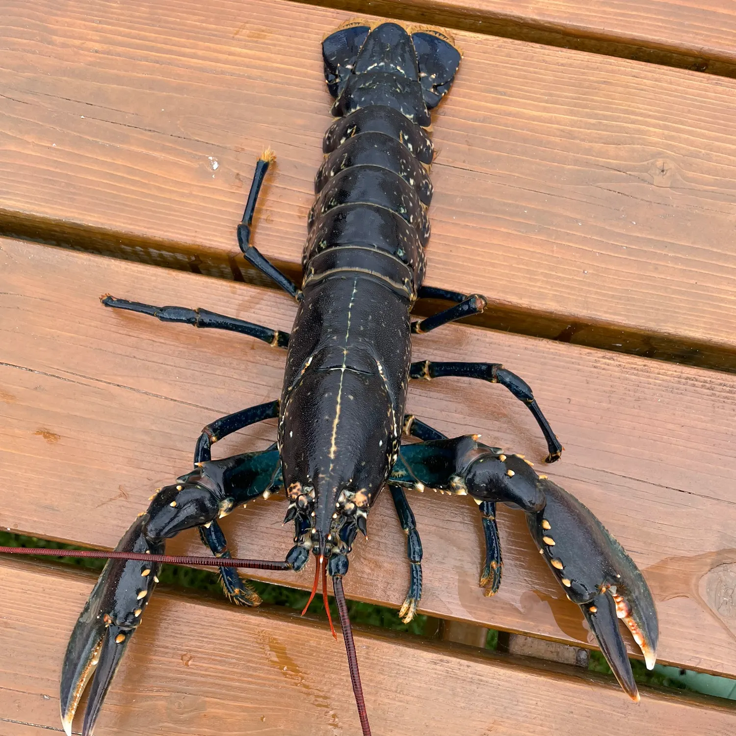 The most popular recent American lobster catch on Fishbrain
