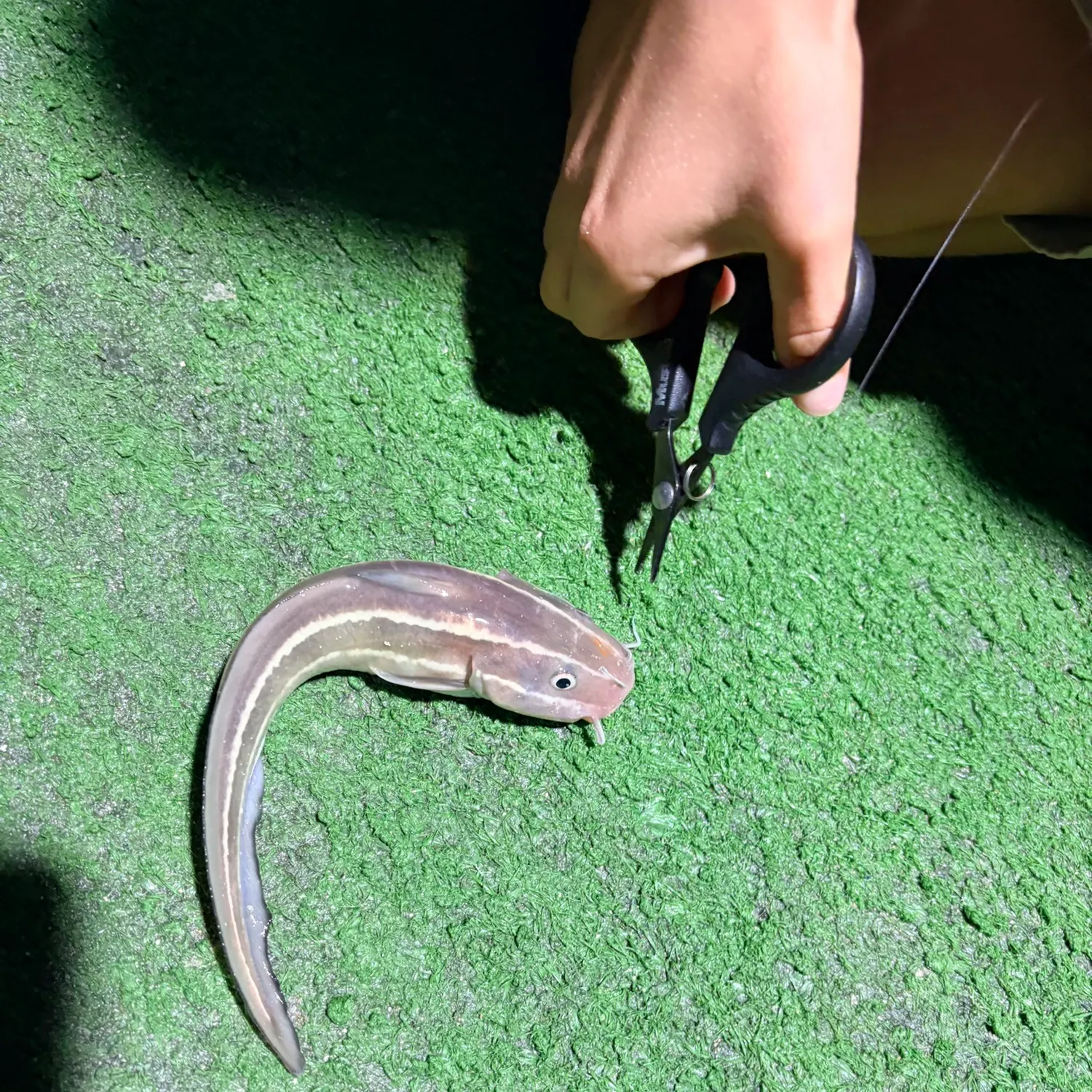 The most recent Striped eel catfish catches on Fishbrain