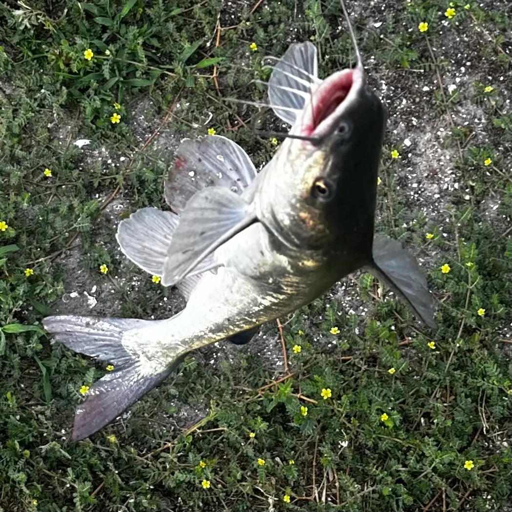 The most recent Gafftopsail sea catfish catches on Fishbrain