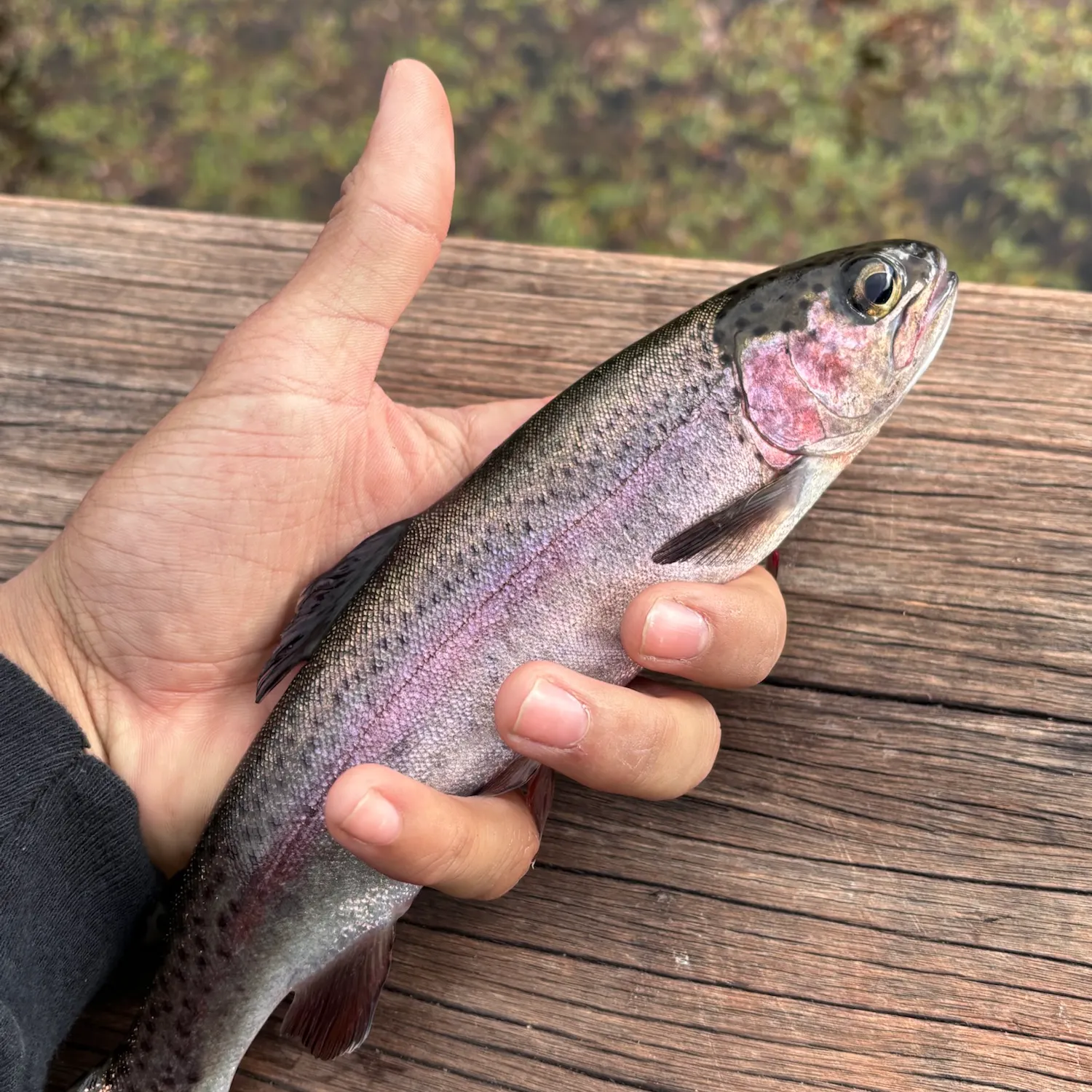 Rainbow trout caught on Fishbrain