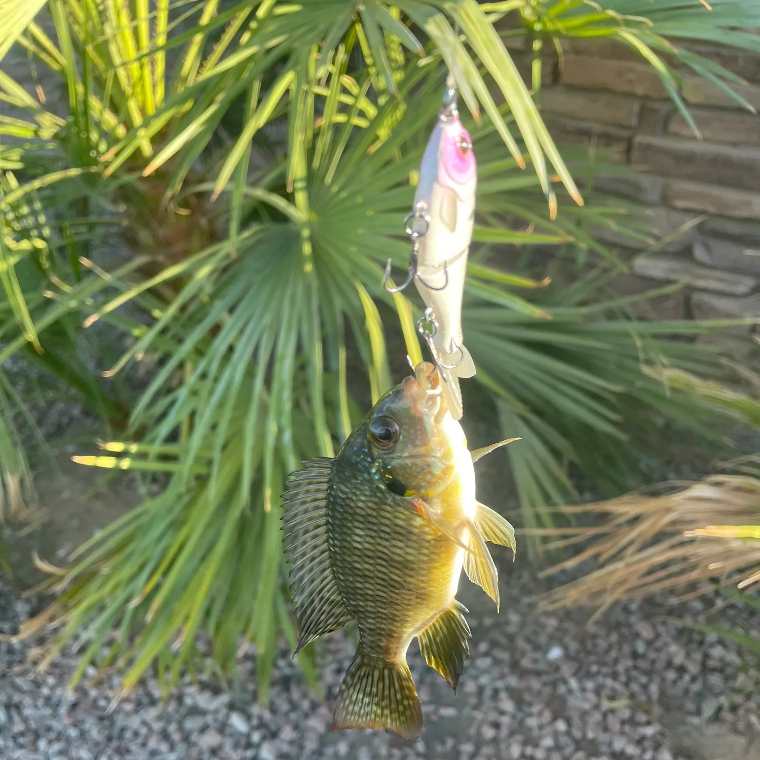 Blue tilapia caught on Fishbrain