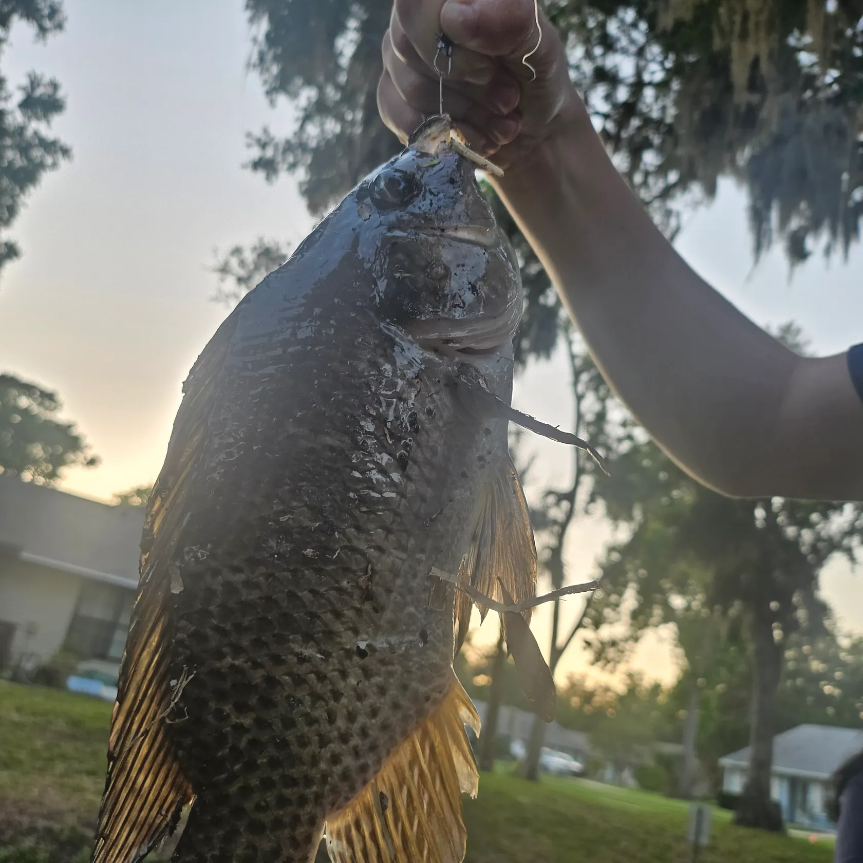 angler catch