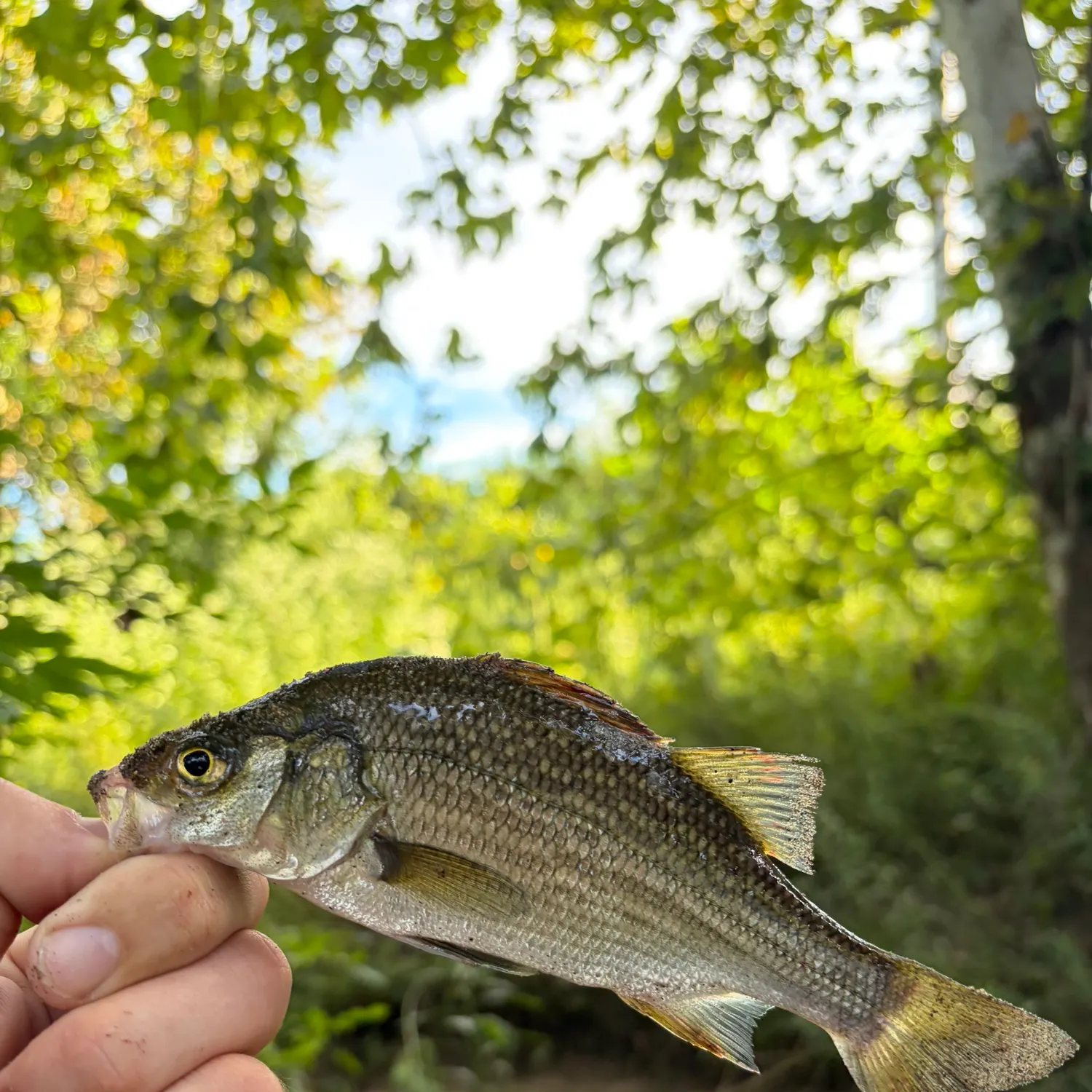 White perch caught on Fishbrain