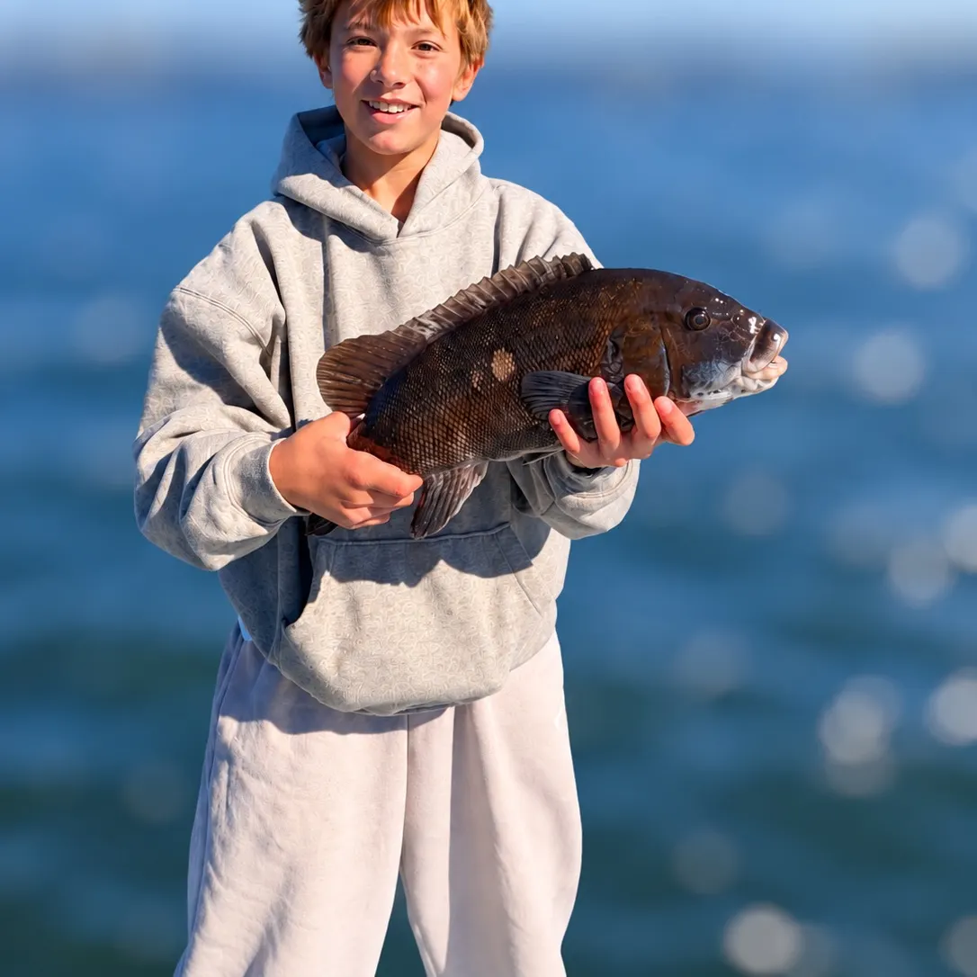 Tautog caught on Fishbrain