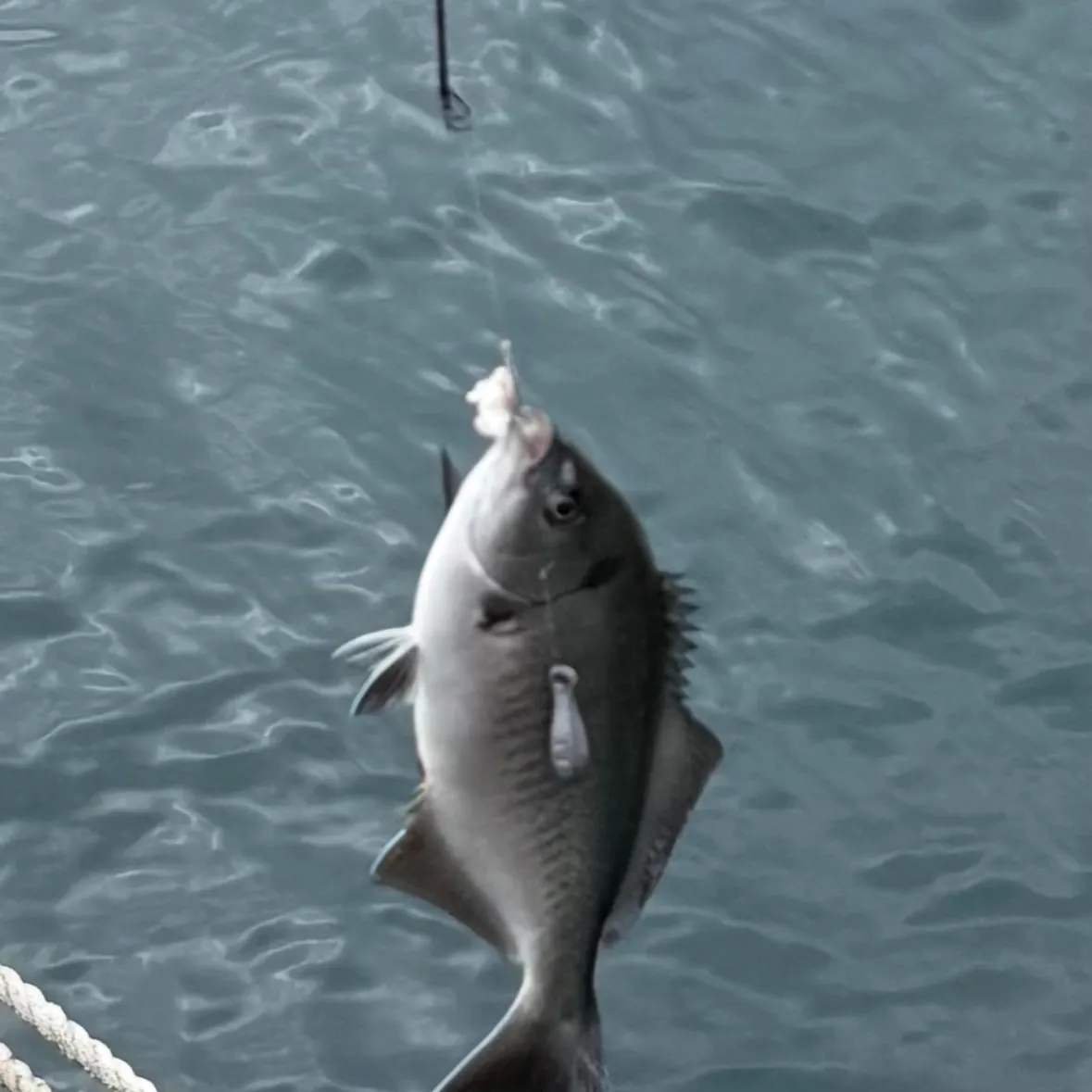 The most recent Halfmoon catches on Fishbrain