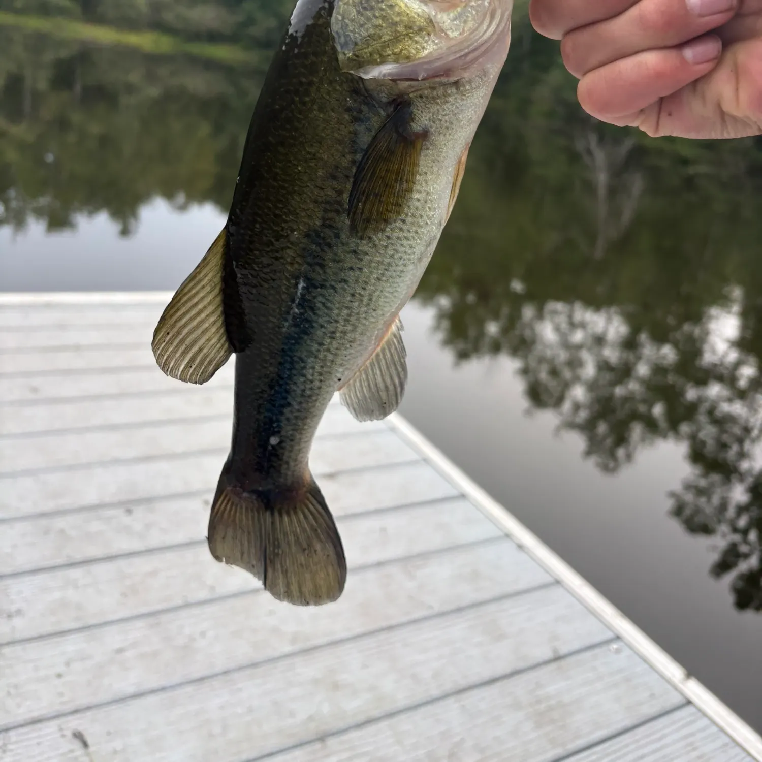Largemouth bass caught on Fishbrain