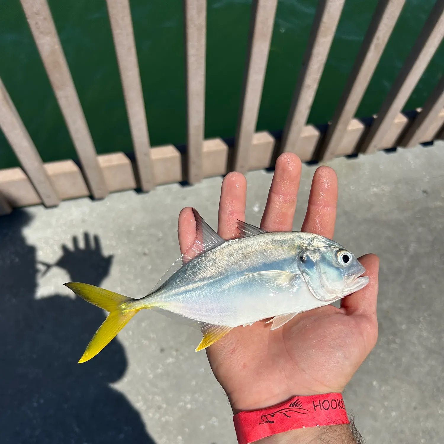 Crevalle jack caught on Fishbrain