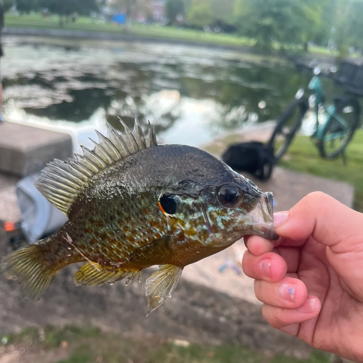 Bluegill caught on Fishbrain