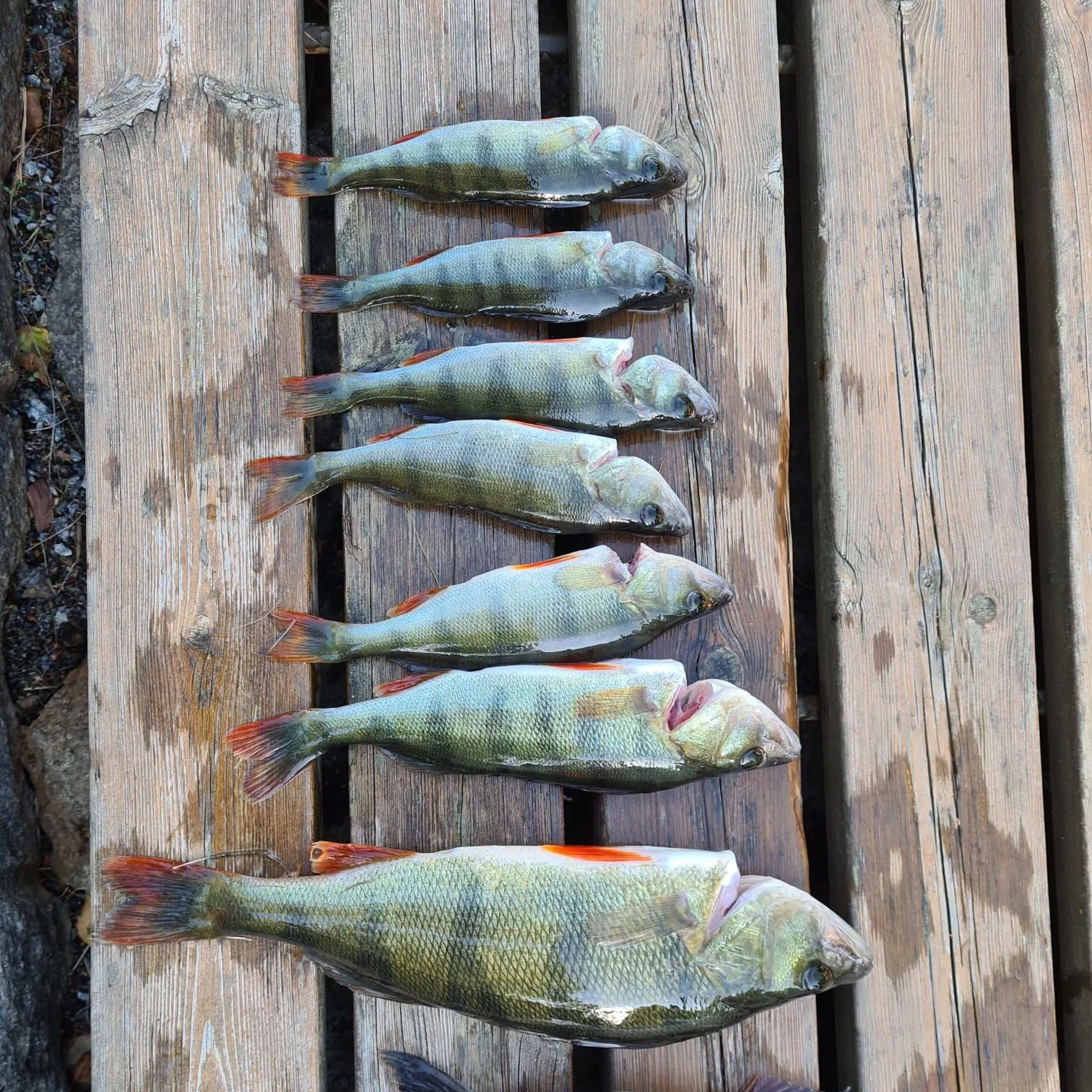 recently logged catches