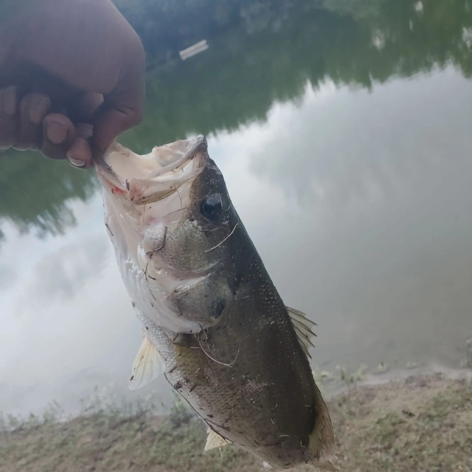 Largemouth bass caught on Fishbrain
