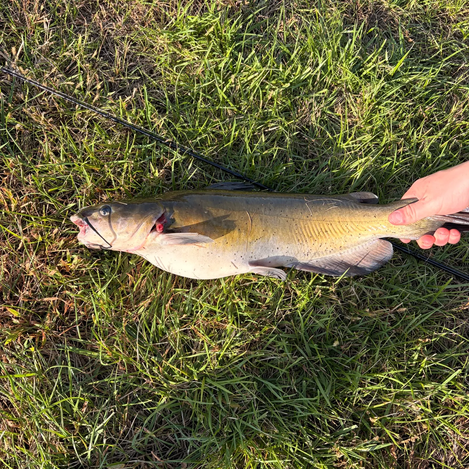 Channel catfish caught on Fishbrain