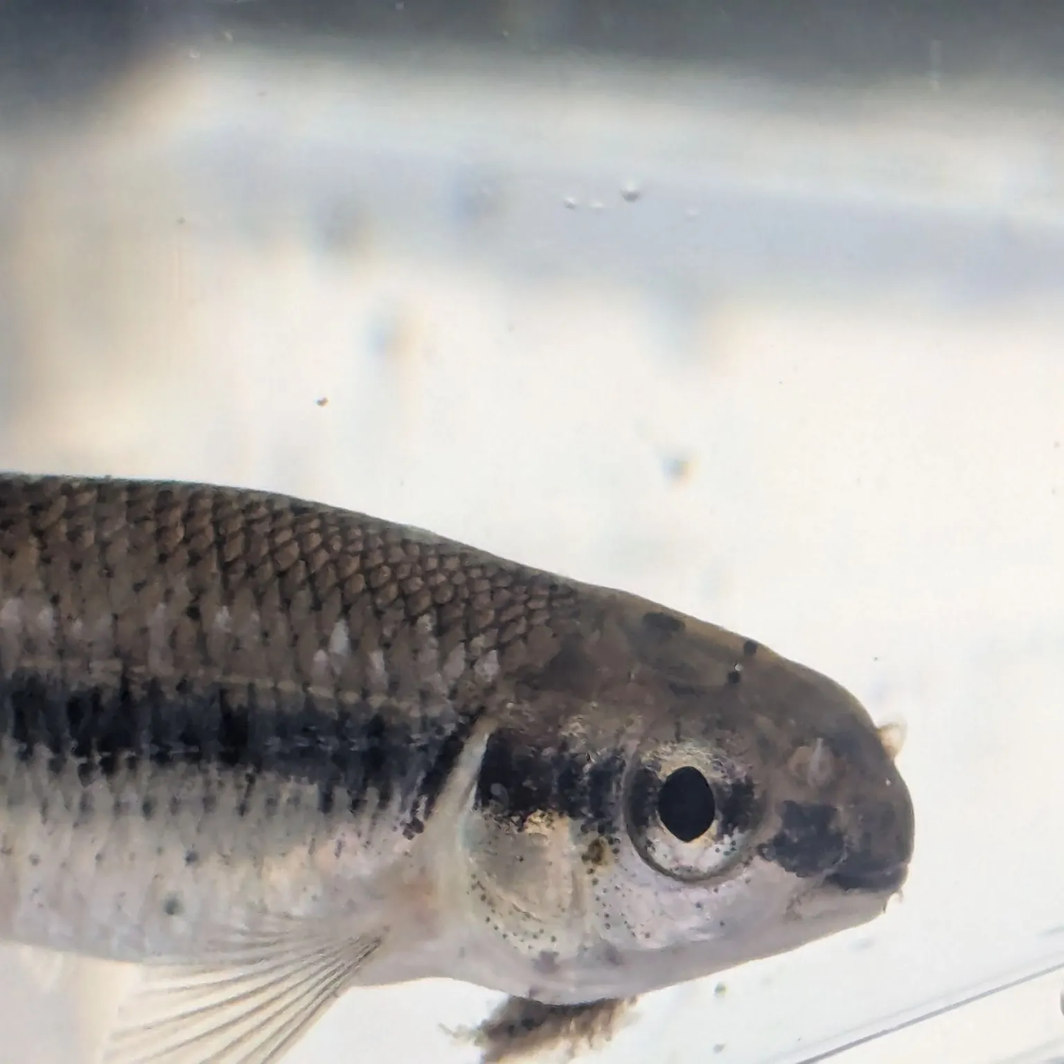 The most recent Bluntnose minnow catches on Fishbrain