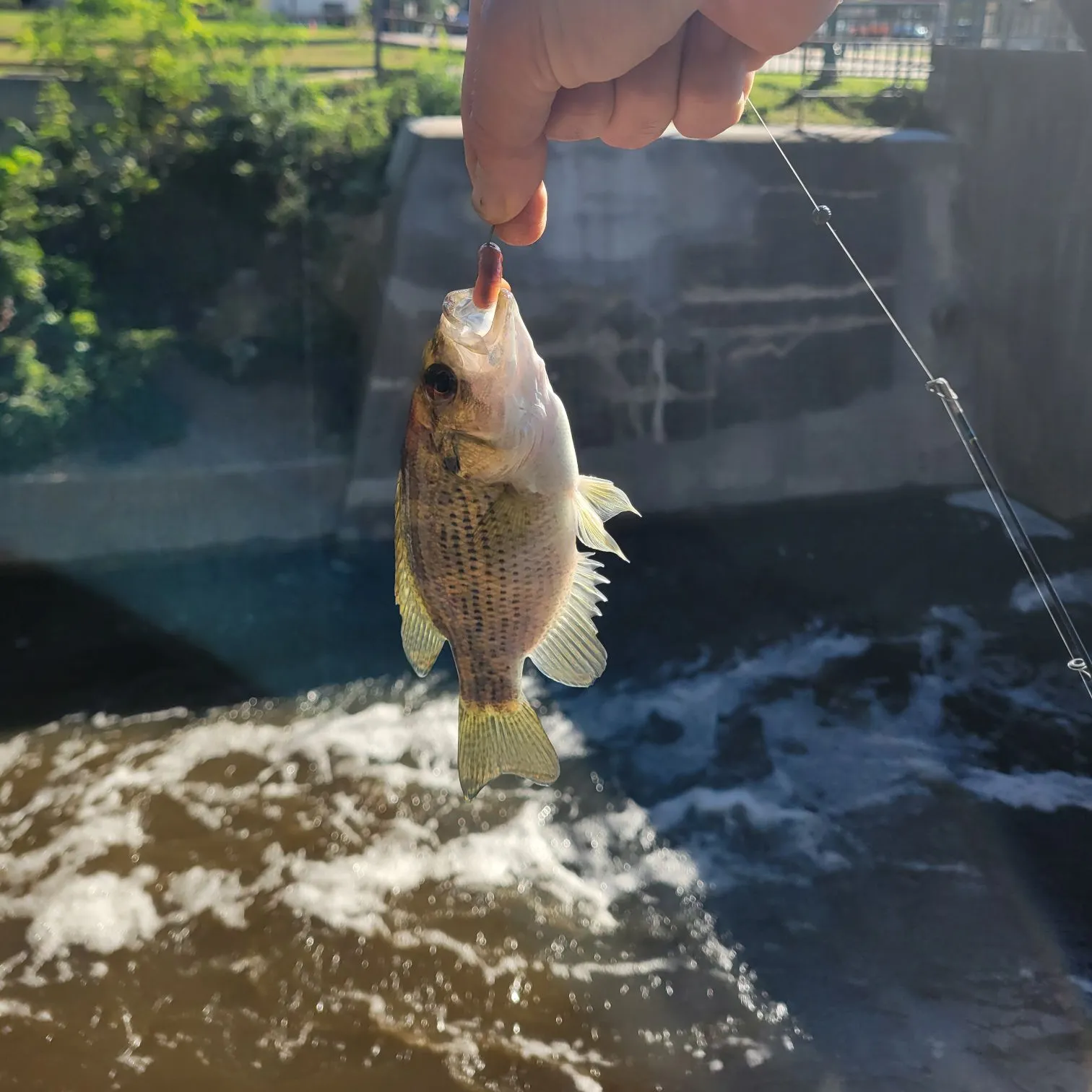 Rock bass caught on Fishbrain