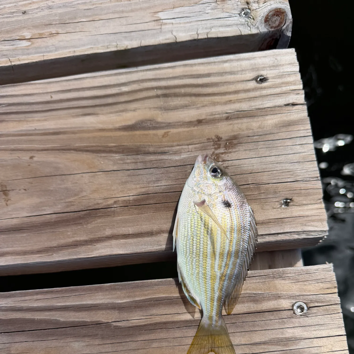 Pinfish caught on Fishbrain