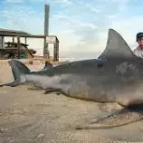 The most recent Bull shark catches on Fishbrain
