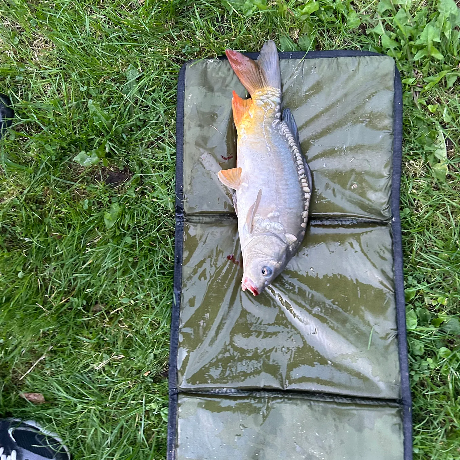 Leather carp caught on Fishbrain