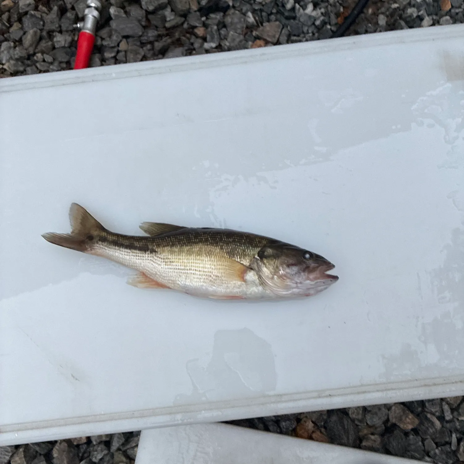 Spotted bass caught on Fishbrain