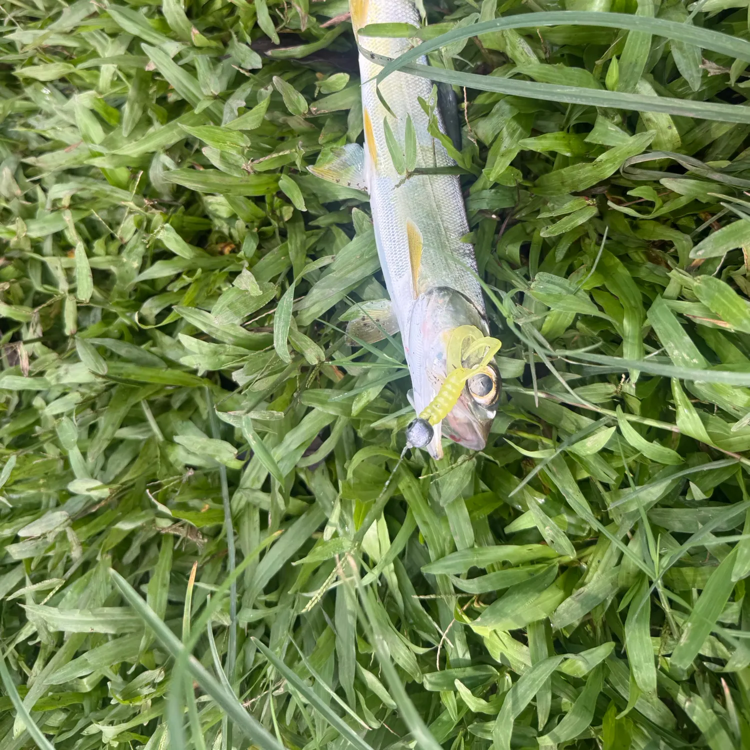 Ladyfish caught on Fishbrain