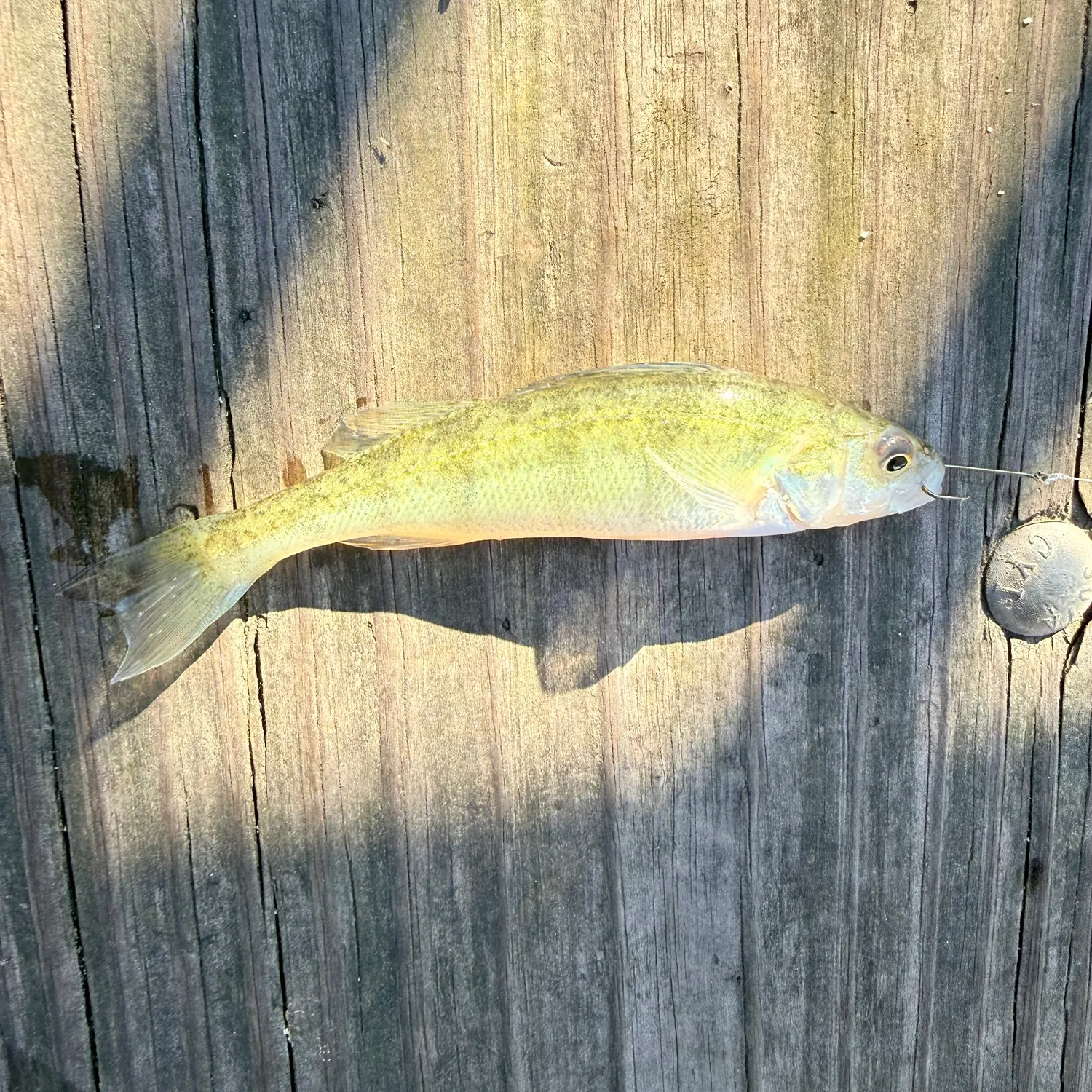Yellow perch caught on Fishbrain