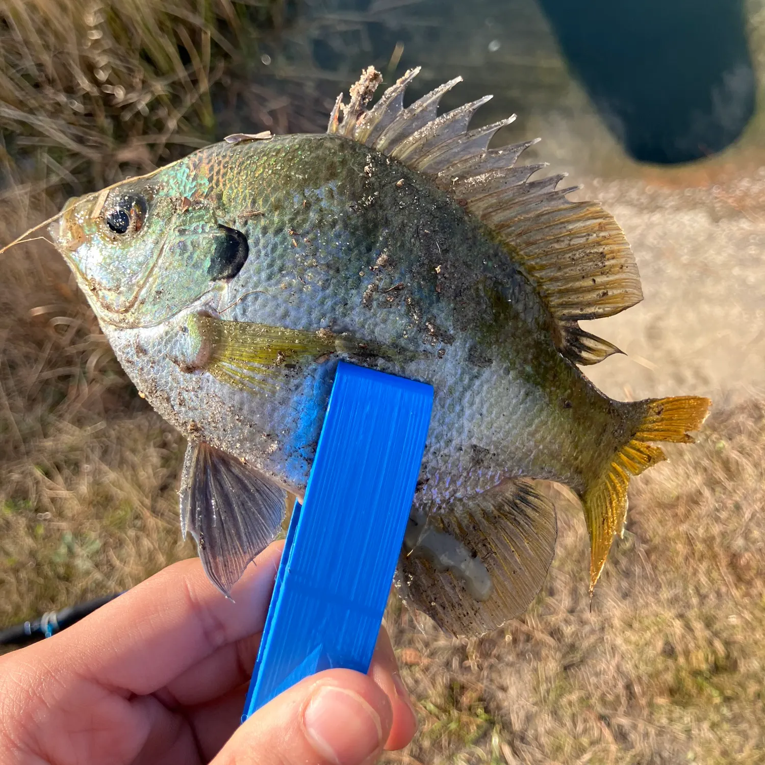 The most recent Bluegill catches on Fishbrain
