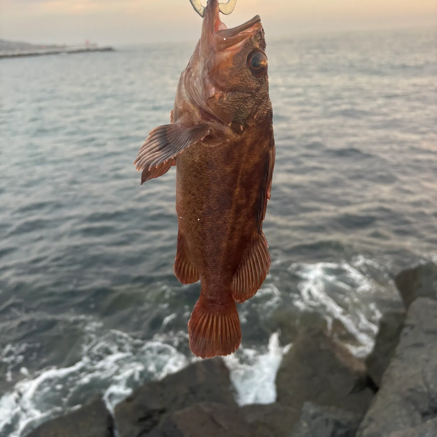 The most recent Copper rockfish catches on Fishbrain