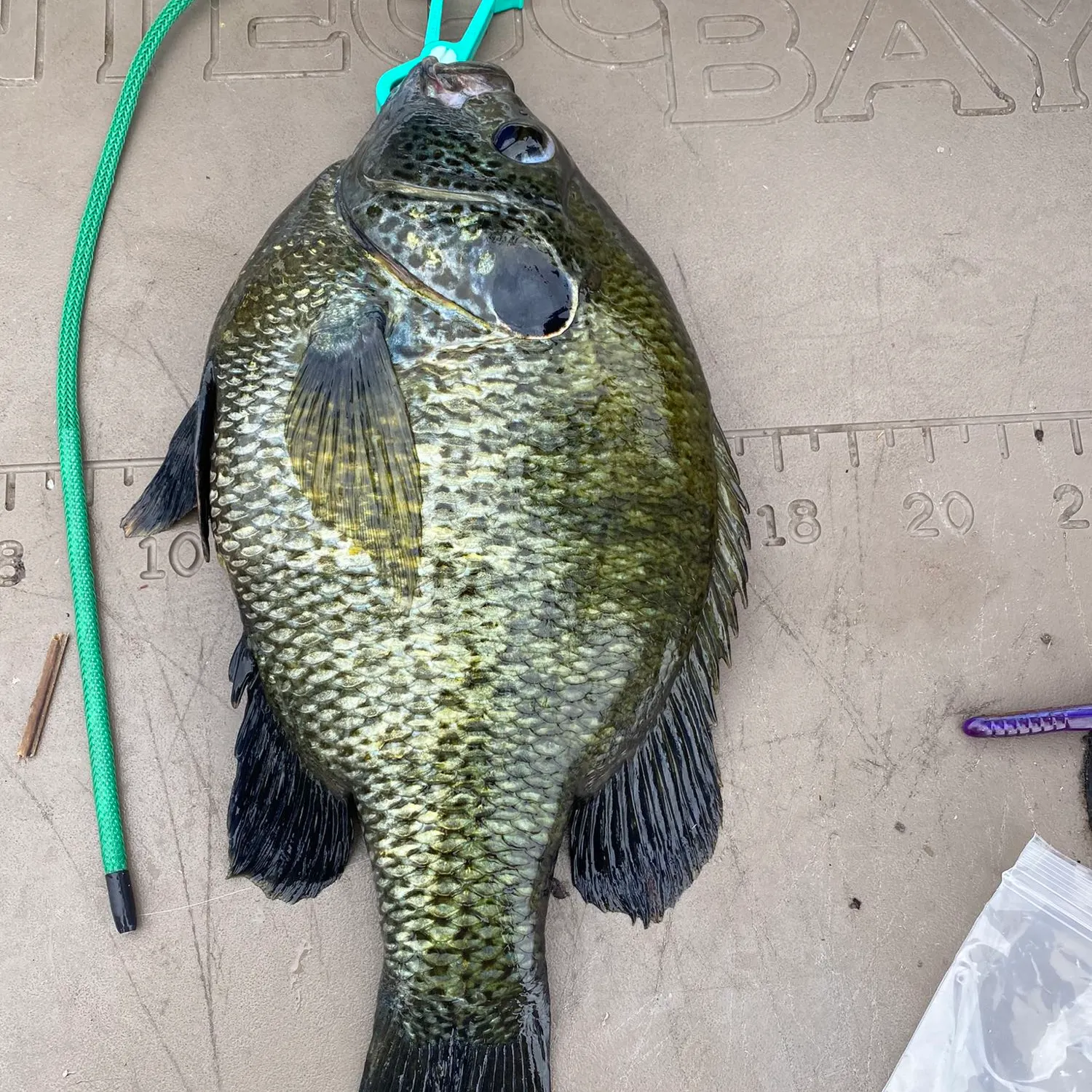angler catch