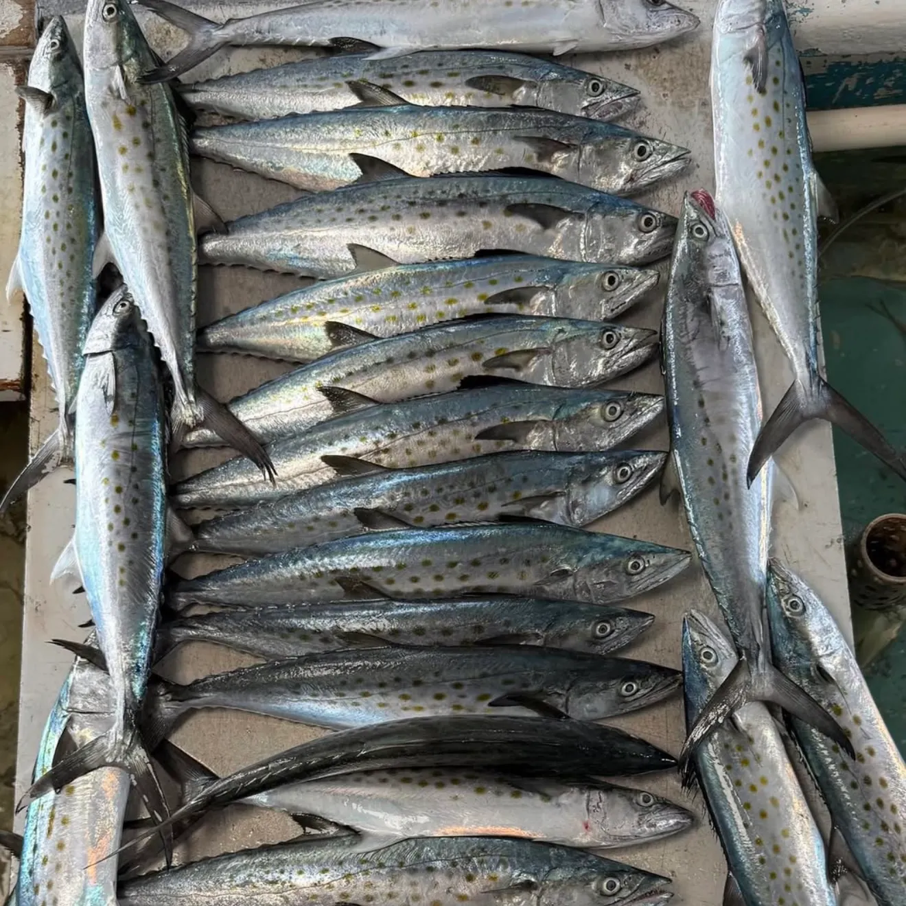 The most recent Spanish mackerel catches on Fishbrain