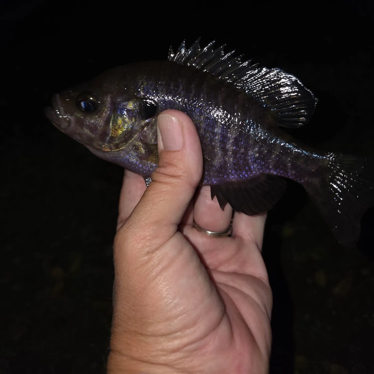 Bluegill caught on Fishbrain