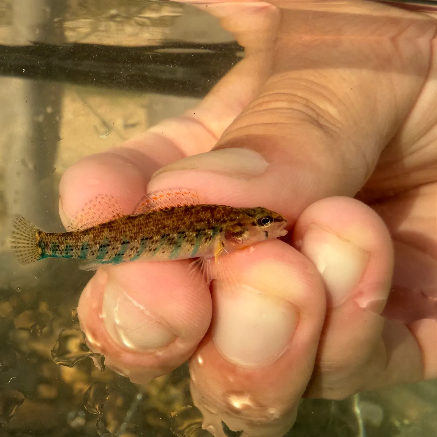 The most recent Current darter catches on Fishbrain