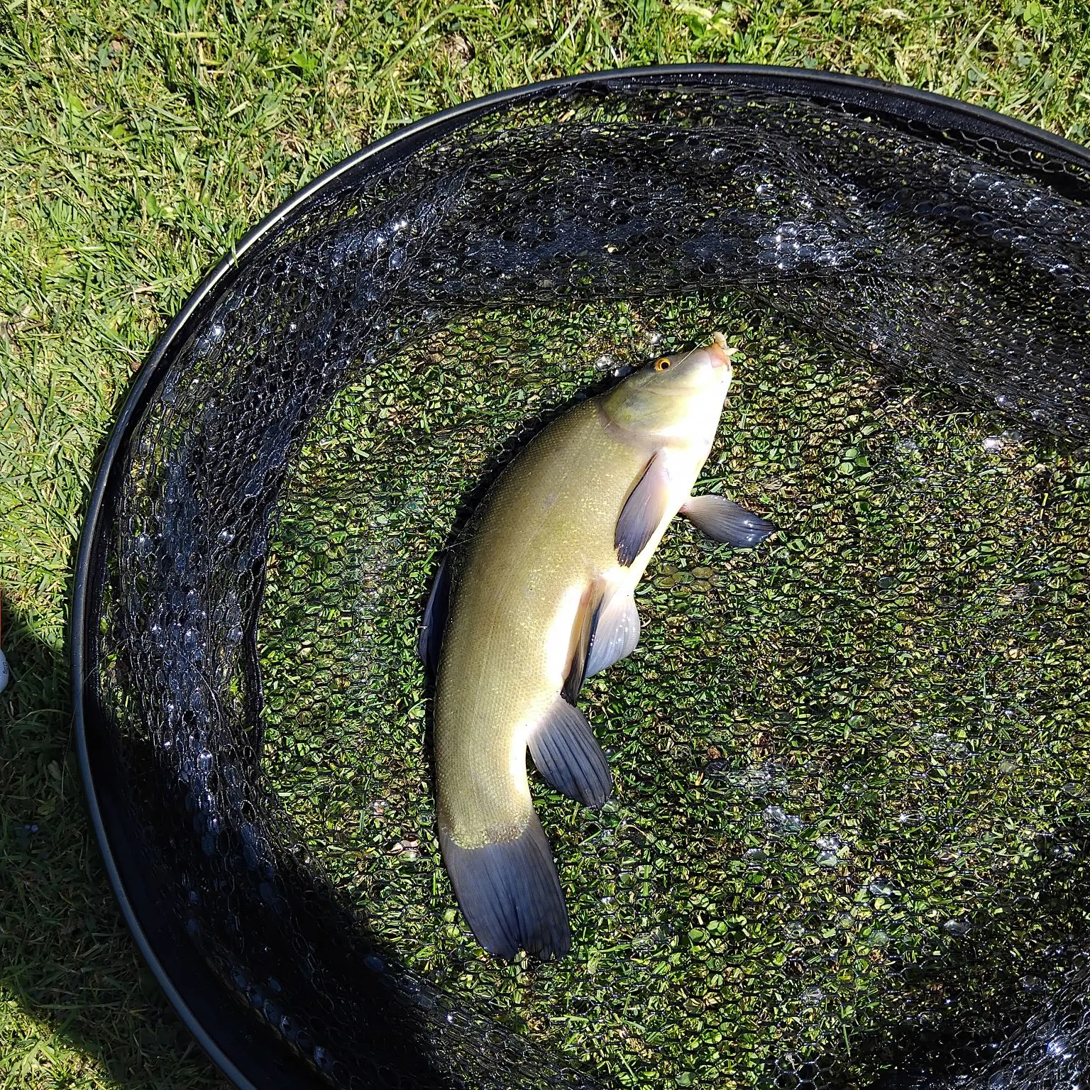 Tench caught on Fishbrain