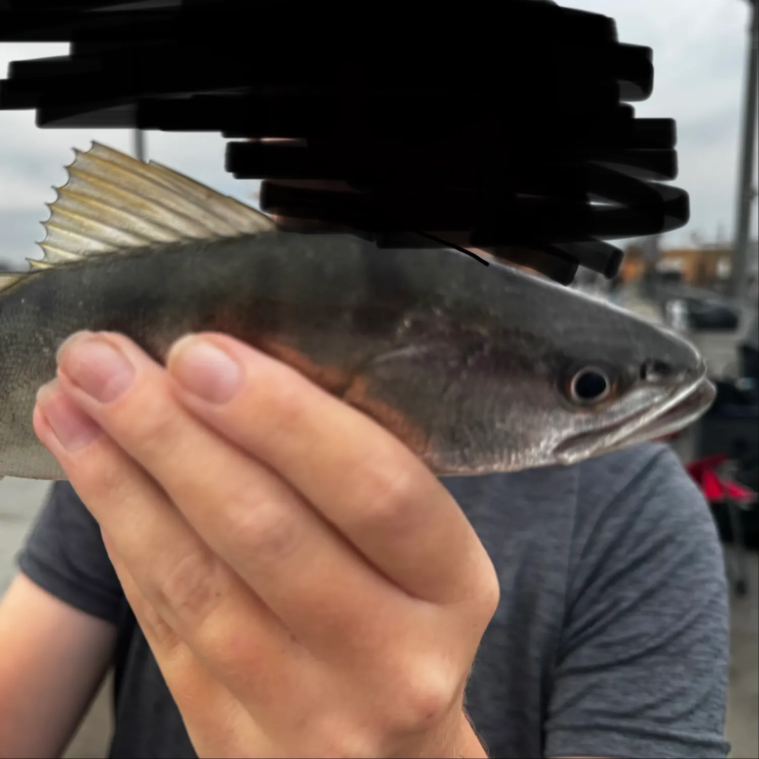 White seabass caught on Fishbrain