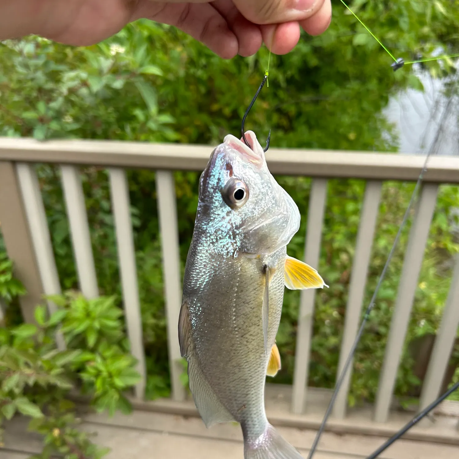 Freshwater drum caught on Fishbrain