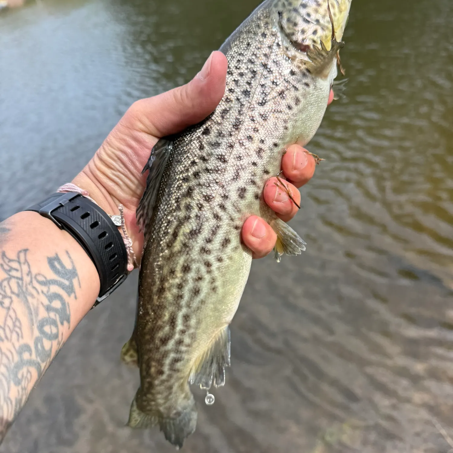 The most recent Sea trout catches on Fishbrain