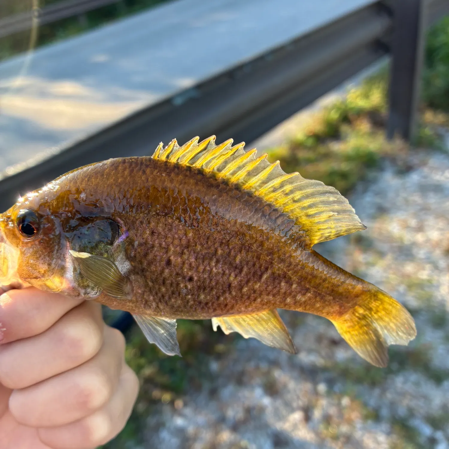 The most recent Warmouth catches on Fishbrain