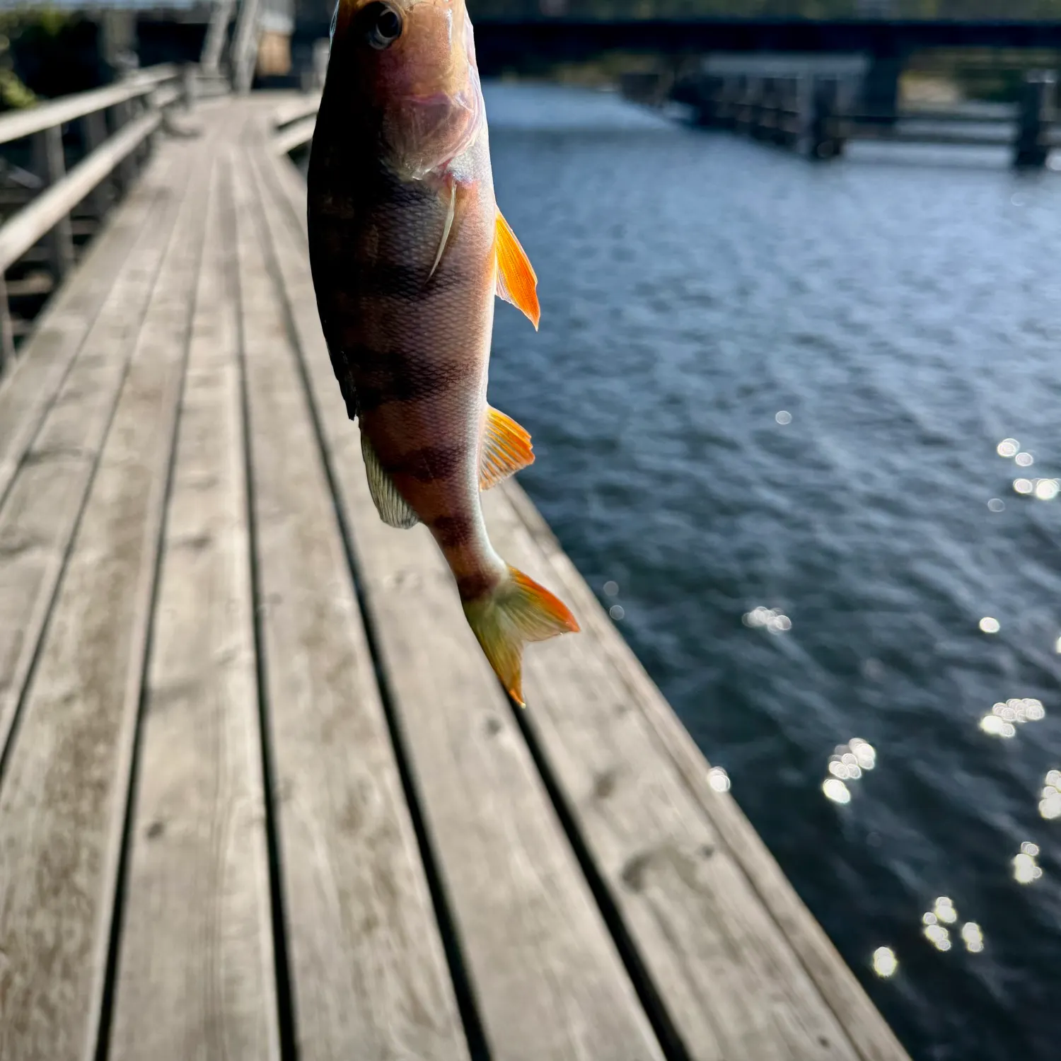 European perch caught on Fishbrain