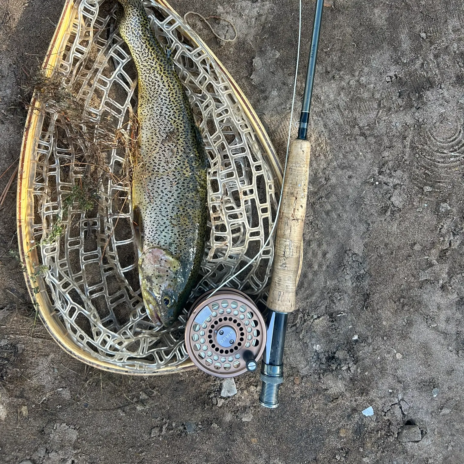 Rainbow trout caught on Fishbrain
