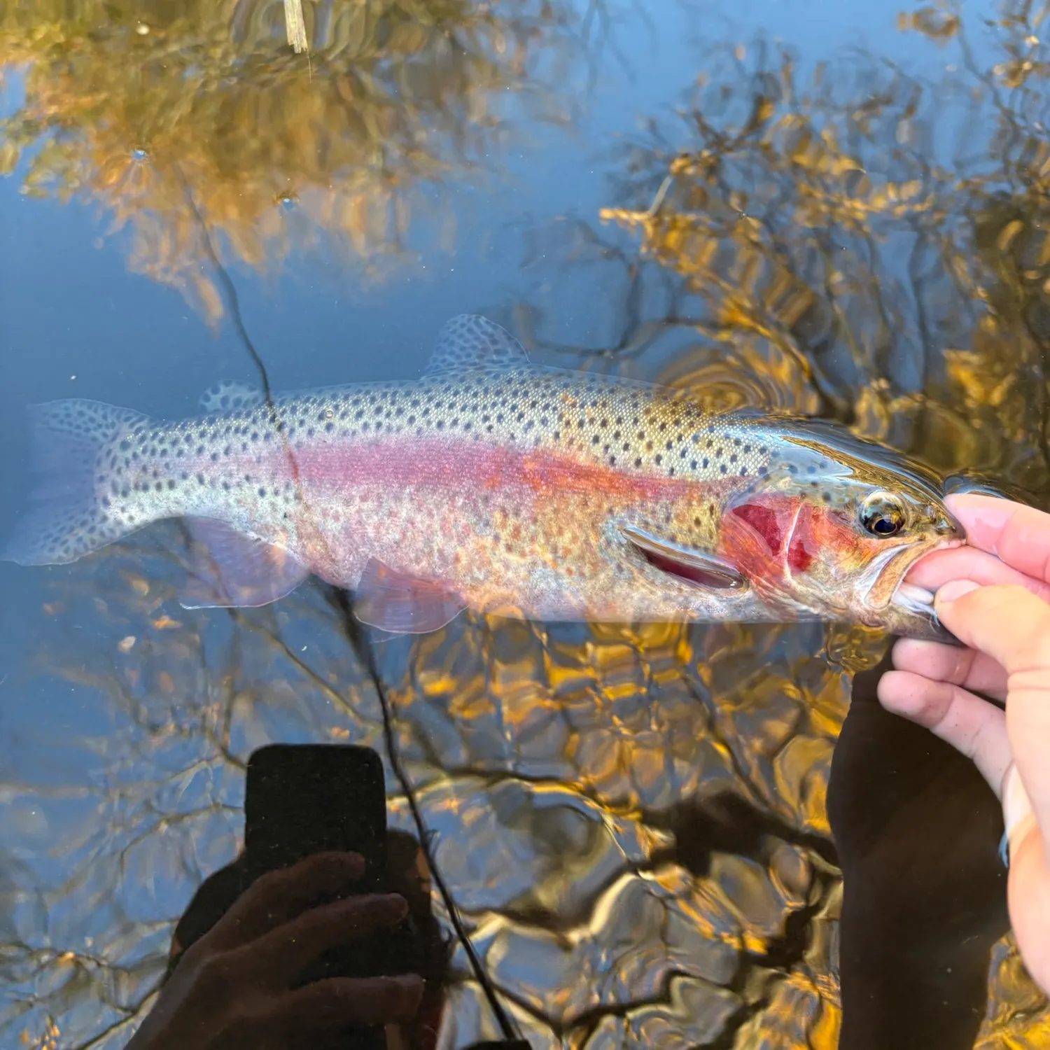 Rainbow trout caught on Fishbrain