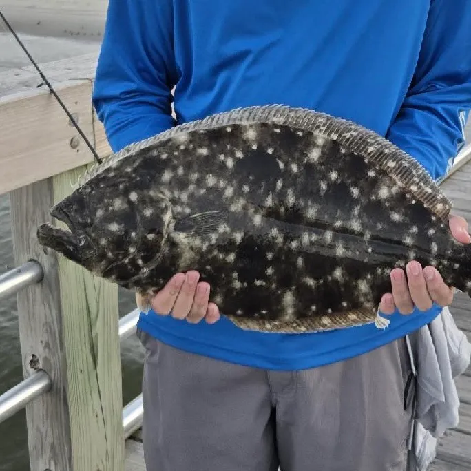 The most recent Southern flounder catches on Fishbrain