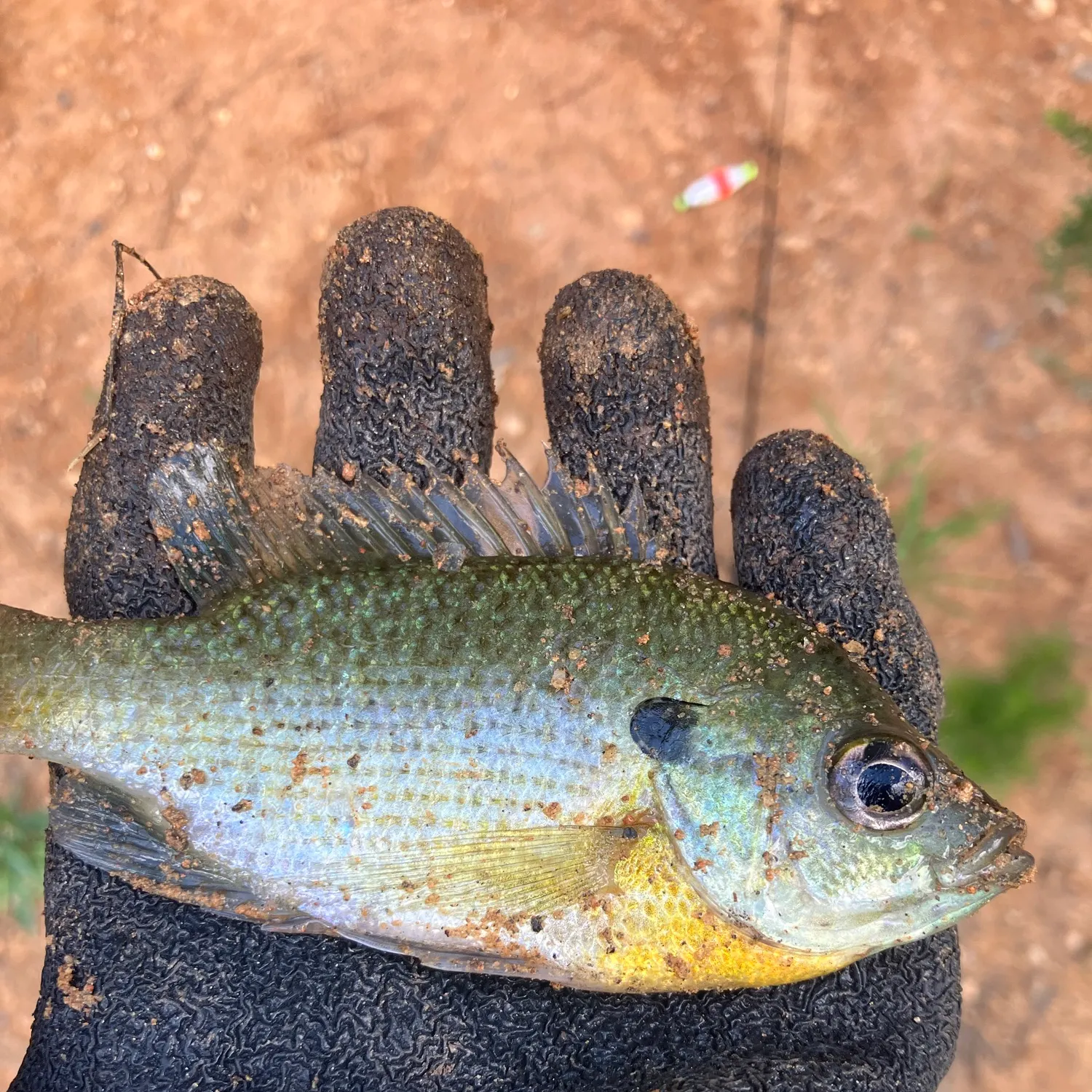 Redbreast sunfish caught on Fishbrain