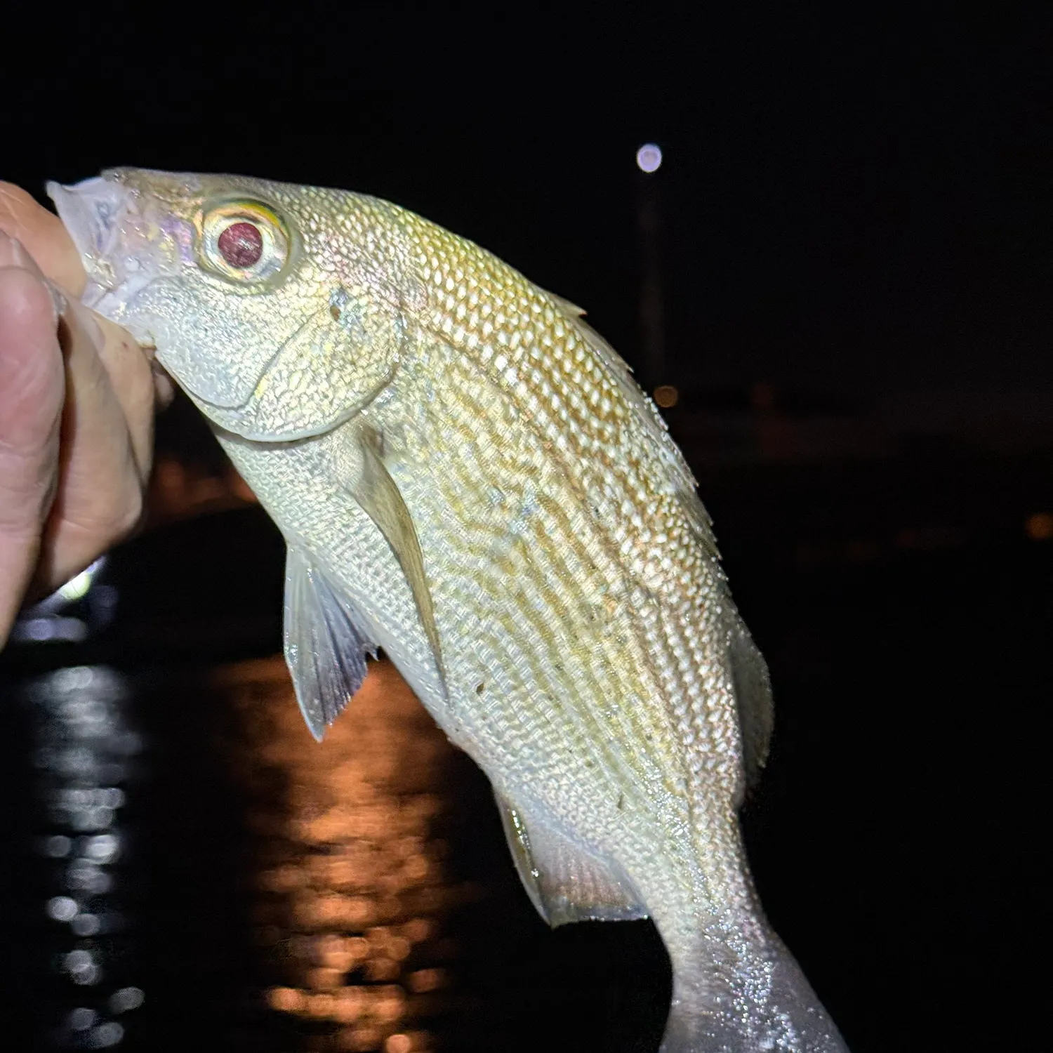 The most recent Sailor's choice grunt catches on Fishbrain