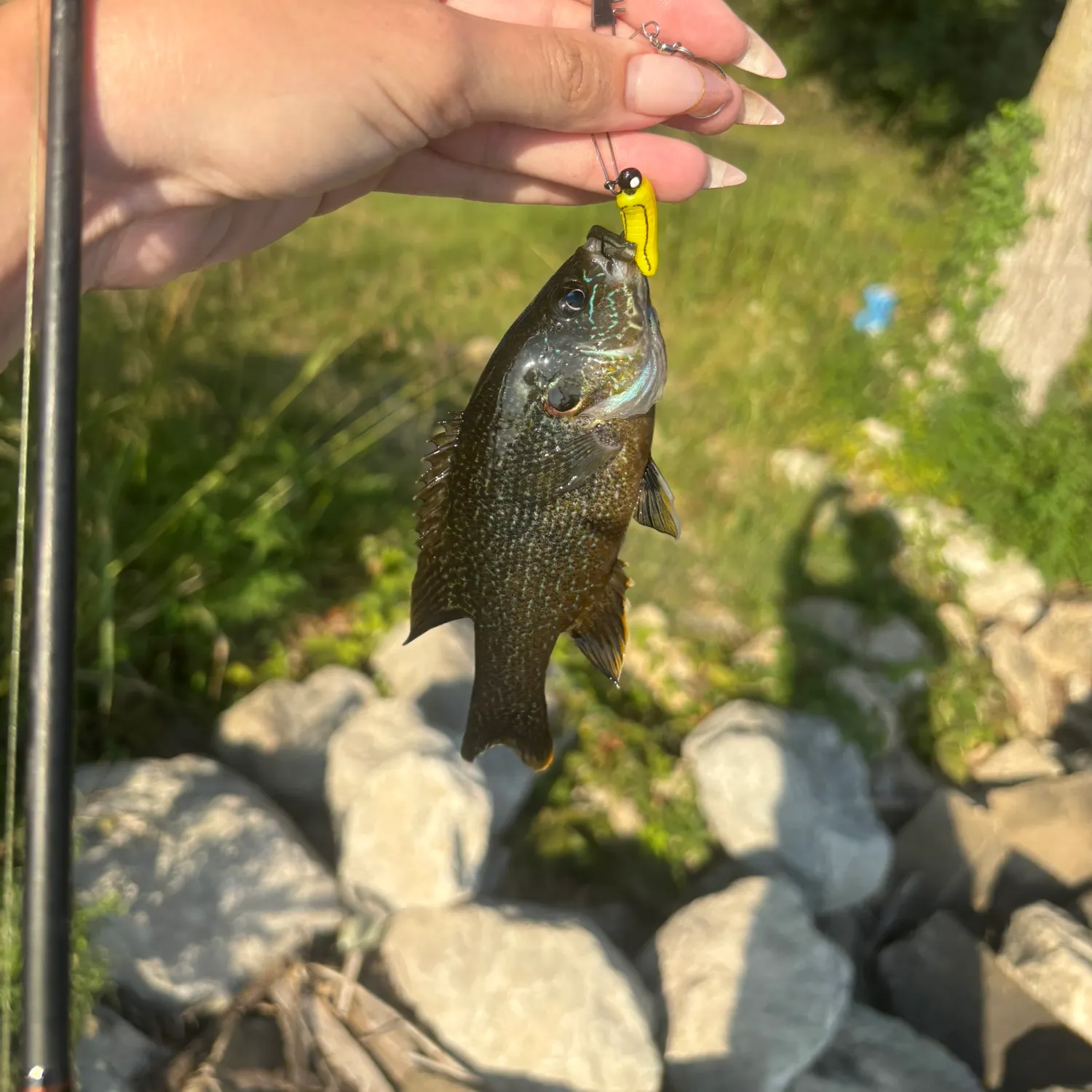 Green sunfish caught on Fishbrain
