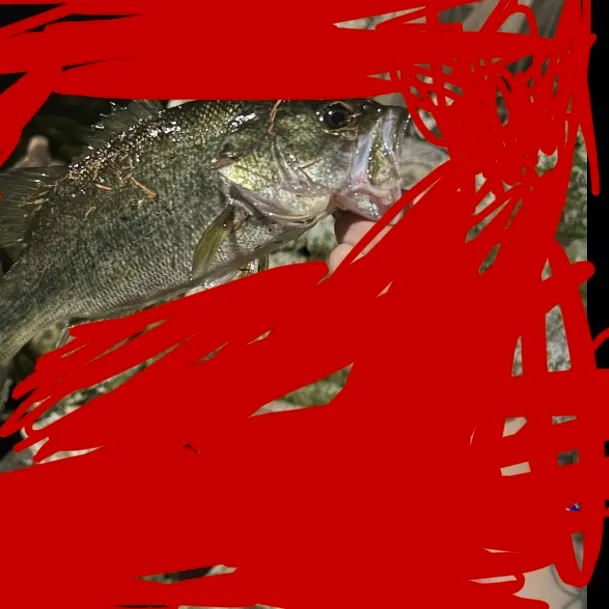 Largemouth bass caught on Fishbrain