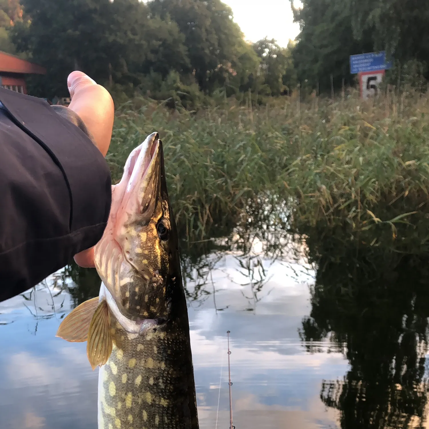 Northern pike caught on Fishbrain
