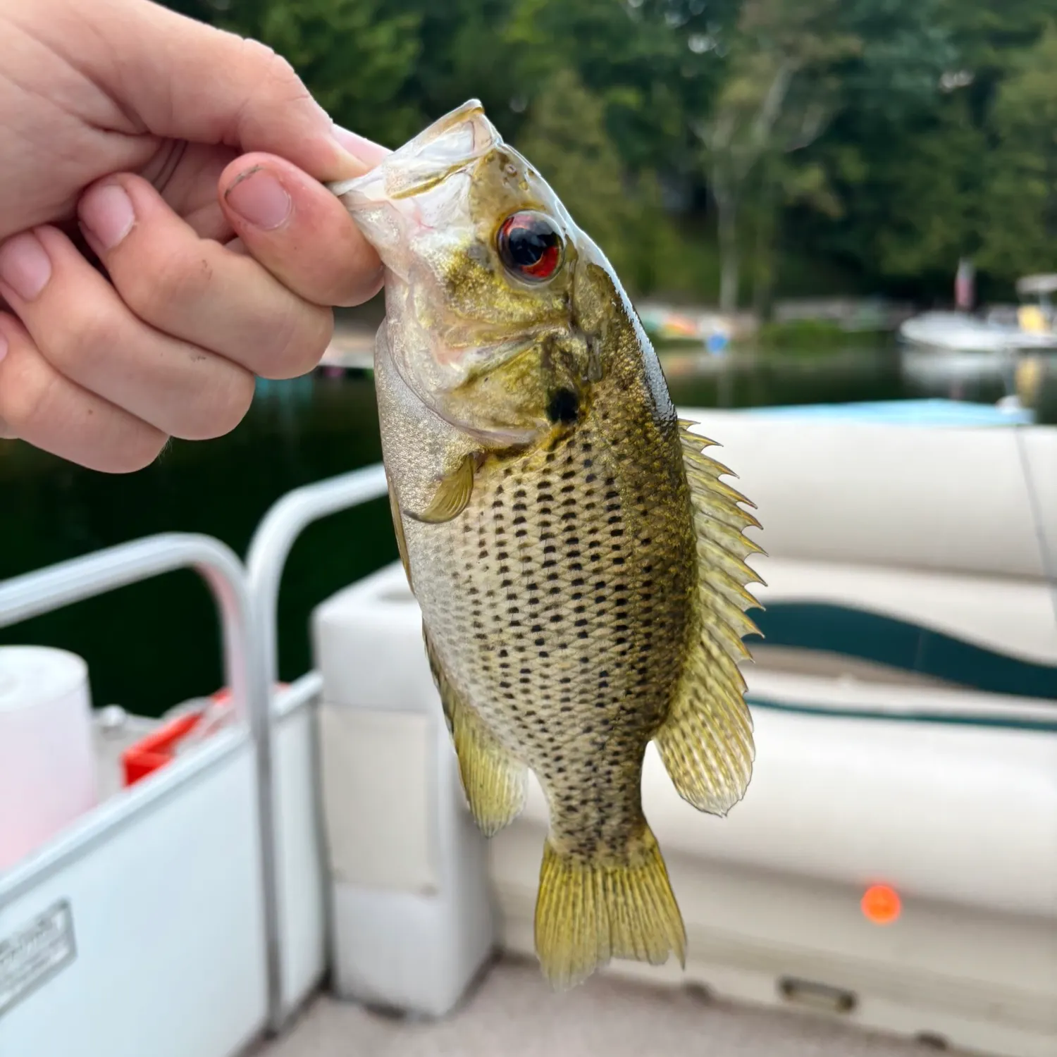 Rock bass caught on Fishbrain