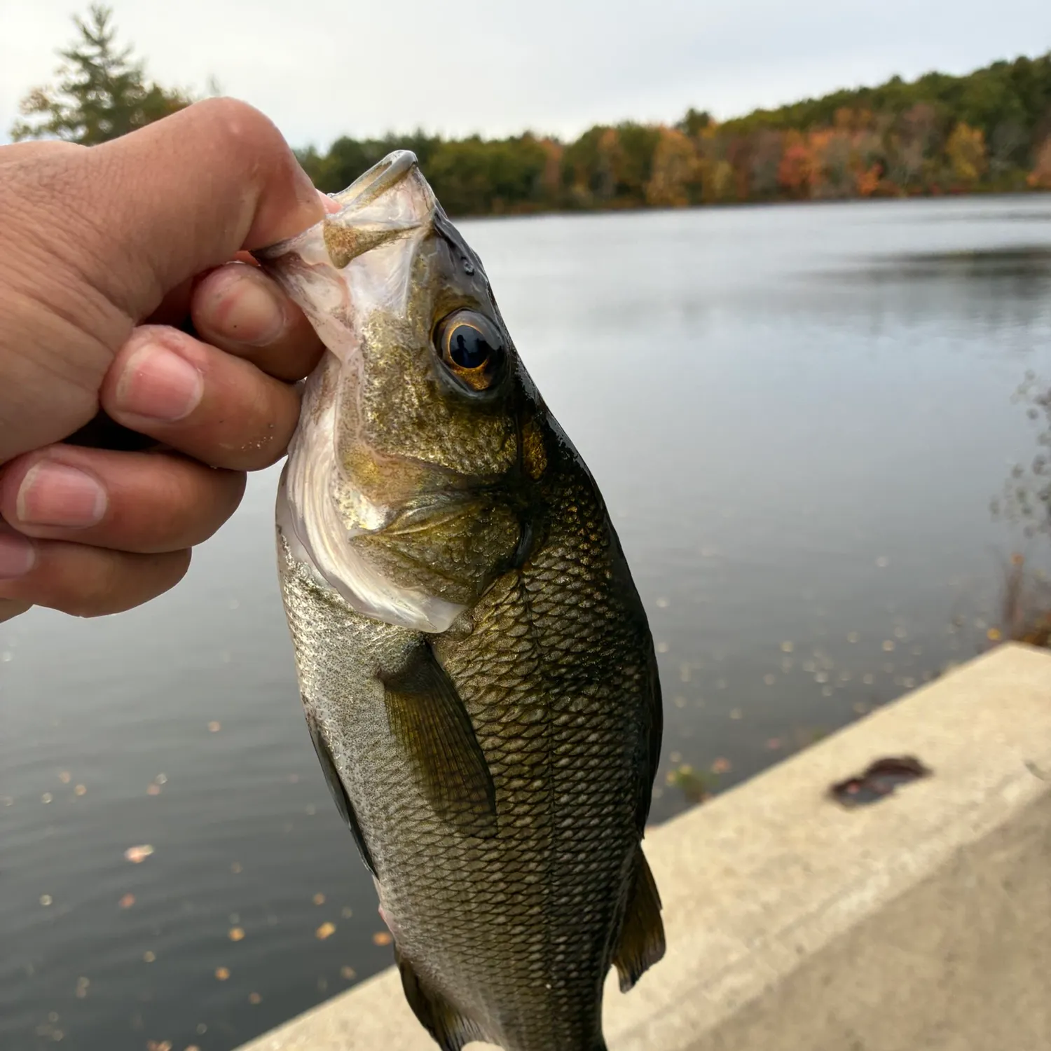 White perch caught on Fishbrain